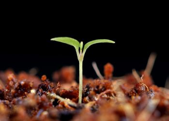 A tiny new plant emerges from the soil. The actual size of this new seedling was 1/8 of an inch. Shot was taken with a Canon EF 100mm lens.